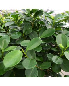 Ficus Microcarpa 'Moclame'