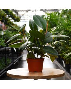 Ficus Elastica, Rubber Tree 'Robusta Green'