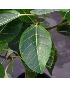 Ficus Altissima 'Yellow Gem'