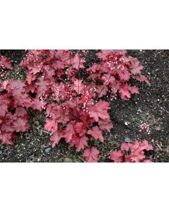 Heuchera, Red Leaf Coral Bells 'Fire Chief'