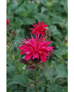 Monarda, Scarlet Beebalm 'Fireball'