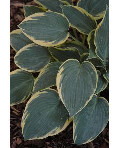 Hosta, Lime-Blue Leaf 'First Frost'