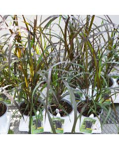 Pennisetum, Fountain Grass 'First Knight'