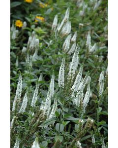 Veronica, Garden Speedwell 'First Lady'