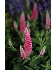 Veronica, Garden Speedwell 'First Love'