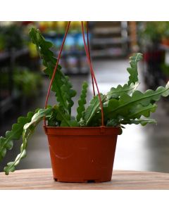 Cryptocereus Anthonyanus 'Ric Rac Cactus'