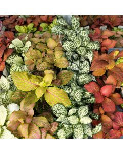Fittonia, Nerve Plant Assortment