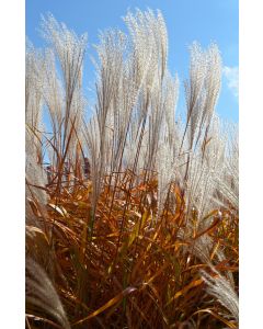 Miscanthus, Silver Grass 'Flame Grass'