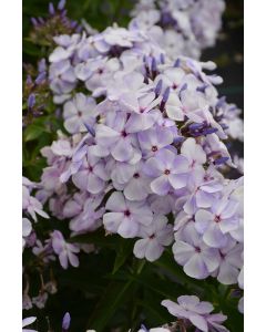 Phlox, Garden Flame® 'Blue'