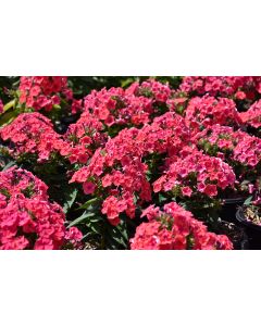 Phlox, Garden Flame® 'Coral'