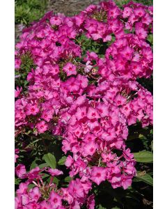Phlox, Garden Flame® 'Pink'