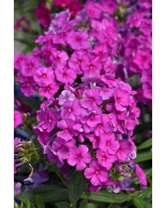 Phlox, Garden Flame® 'Purple'