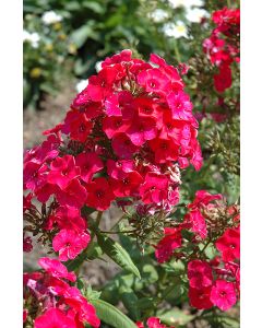 Phlox, Garden Flame® 'Red'