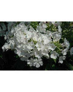 Phlox, Garden Flame® 'White'