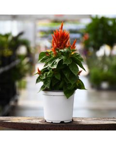 Celosia, Flamma 'Orange'