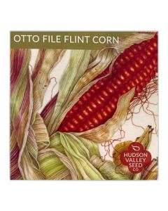 Zea, Corn 'Otto File Flint' ~ 100 seeds