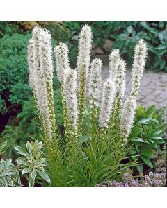 Liatris, Dense Blazingstar 'Floristan White'