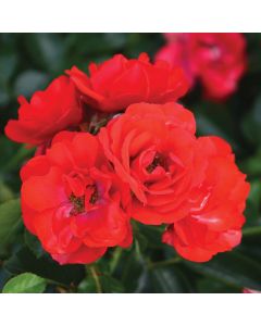 Rosa, Shrub Rose 'Flower Carpet® Scarlet'