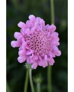Scabiosa, Pincushion Flower 'Flutter™ Rose Pink'