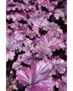 Heuchera, Purple Leaf Coral Bells 'Forever® Purple'
