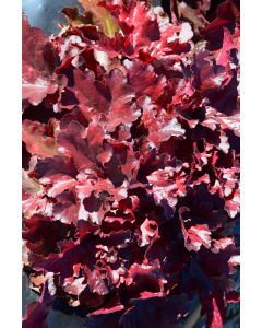 Heuchera, Red Leaf Coral Bells 'Forever® Red'