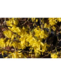 Forsythia, 'Gold Tide®'
