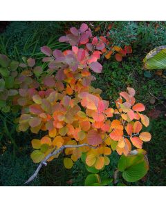 Fothergilla, 'Blue Shadow'