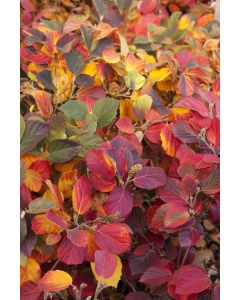 Fothergilla, 'Mount Airy'