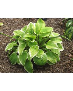 Hosta, White-Lime Leaf 'Fragrant Bouquet'