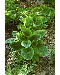 Hosta, Lime-Blue Leaf 'Frances Williams'