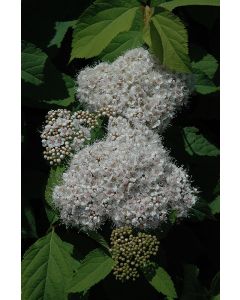 Spiraea, Fritsch Spirea
