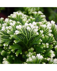 Selaginella, Spikemoss 'Frosty Fern'
