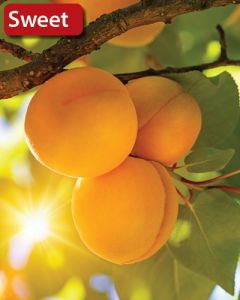 Prunus, Apricot 'Moongold'