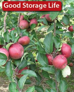 Malus, Fruiting Apple 'Winecrisp™'