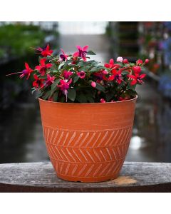 Fuchsia 'Ballerina' Patio Tub