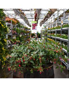 Fuchsia 'Dollar Princess' Hanging Basket