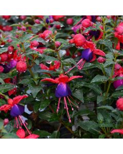 Fuchsia, Upright Aretes 'Jollies Nantes'