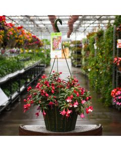 Fuchsia Mix Hanging Basket