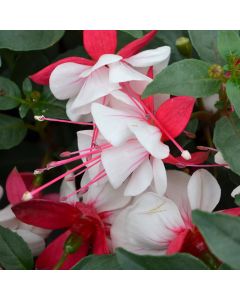 Fuchsia, Upright Aretes 'Arroyo Grande'