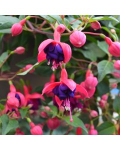 Fuchsia, 'Dollar Princess'