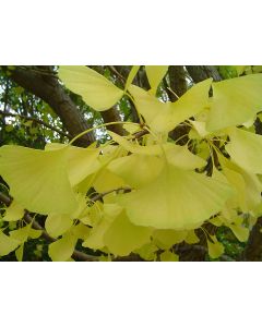 Ginkgo, 'Autumn Gold'