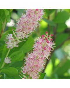 Clethera, Summersweet 'Ruby Spice'