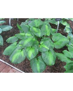 Hosta, Blue-Green Leaf 'Avocado'