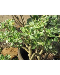 Crassula Ovata, Jade Plant 'Variegata
