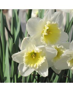 Narcissus, Large Cupped 'Ice Follies'