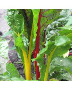 Beta, Swiss Chard, 'Bright Lights' (Edible)