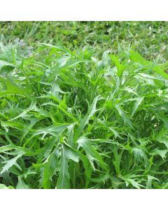 Arugula, Roquette