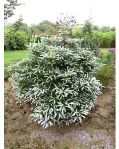 Abies, Korean Fir 'Silver Show'