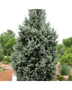 Picea, Colorado Blue Spruce 'Columnar' (Large)