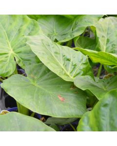 Alocasia, Elephant Ear 'Calidora'